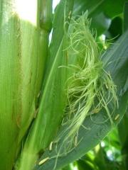 ヤングコーン.jpg