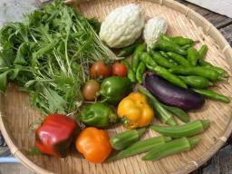 収穫野菜.jpg