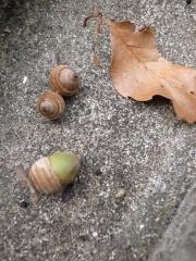 どんぐり.jpg