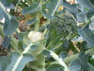 ブロッコリー2.jpg