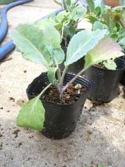 ブロッコリー苗2.jpg