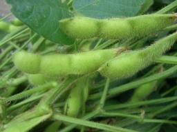 枝豆収穫１.jpg