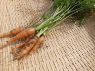 にんじん２.jpg