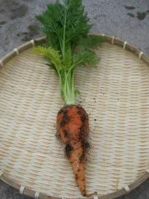 にんじん６.jpg
