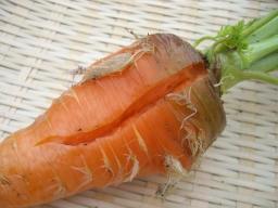 にんじん８.jpg
