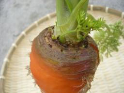 にんじん９.jpg