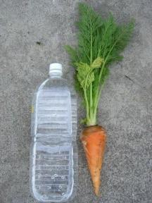 にんじん１０.jpg