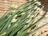 ニラ３.jpg