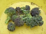 ブロッコリー3.jpg