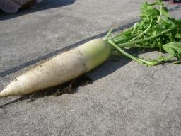大根４.jpg
