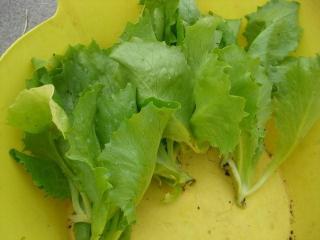 レタス4.jpg