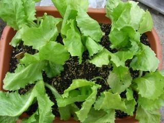 レタス5.jpg