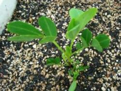 落花生　おじぎ中