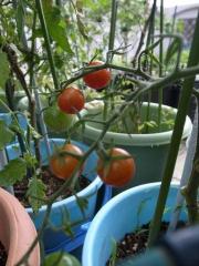 秋トマト2.jpg