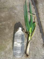 ネギ３.jpg