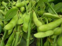 枝豆2.jpg