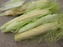とうもろこし３.jpg