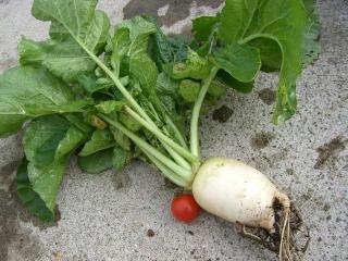 サラダ大根.jpg
