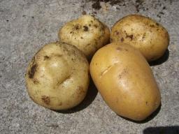 じゃがいも４.jpg