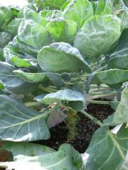 芽キャベツ4.jpg