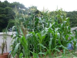とうもろこし１.jpg