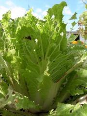 白菜１.jpg