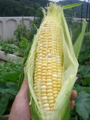もろこし.jpg