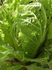 白菜３.jpg