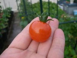 トマト収穫.jpg