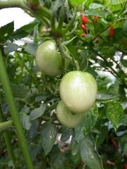 トマト3.jpg