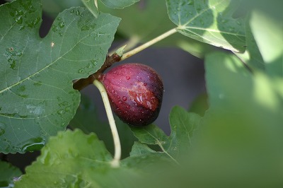 無花果