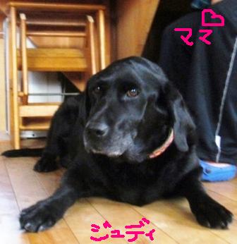 ジュデイ1.jpg
