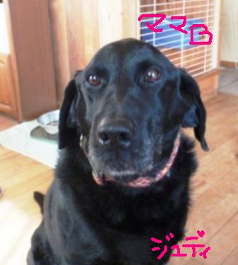 ジュデイ12才.jpg