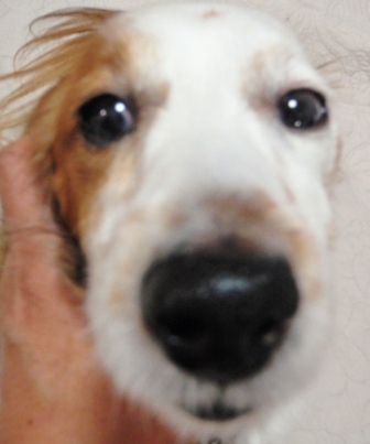 2011りん.jpg
