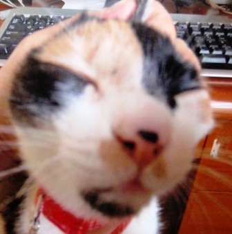 2011なつ.jpg
