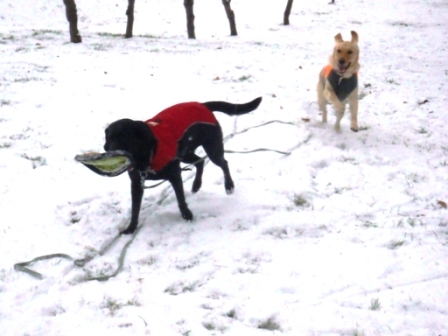 雪ぐぅねね7.jpg