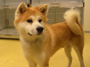 akita-1.jpg