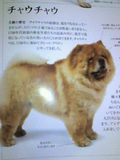 チャウチャウ