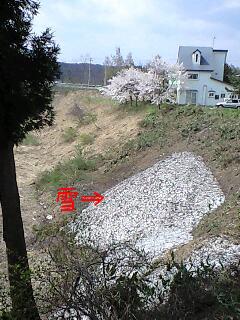 桜と雪