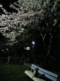 夜桜おミル