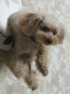 復活よ♪