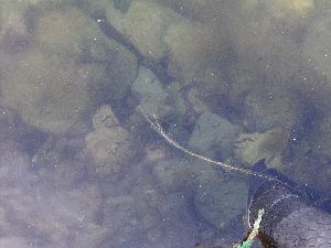 稚魚の影