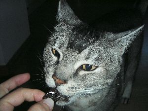 あんこ大好き！
