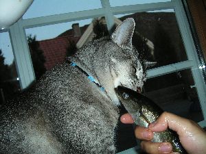 お魚にCHU!