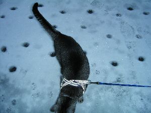 シ～ザ～君に会いにきた子たちの足跡。。