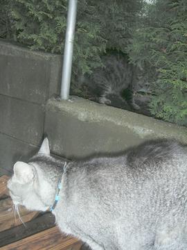 シ～ザ～君とチュチュルちゃんの出会い