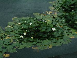 睡蓮