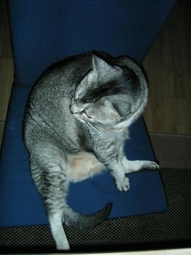 親子揃ってパンダ座り