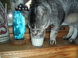 ミルク飲み猫