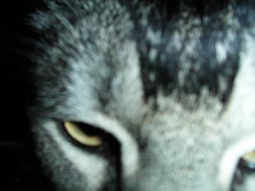 猫の額